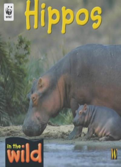 Hippos (In the Wild)