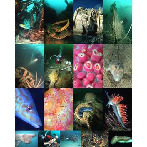 100 Best Dives in Cornwall
