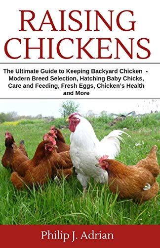 Raising Chickens
