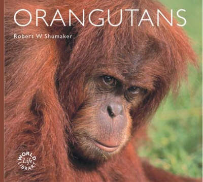 Orangutans