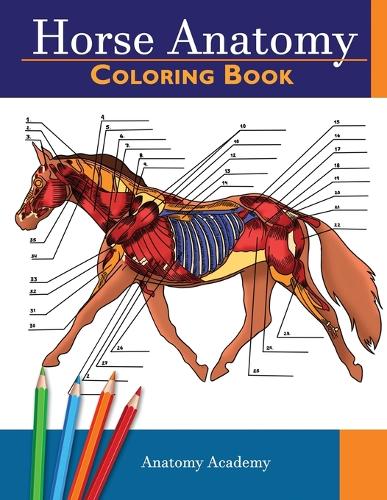 Horse Anatomy