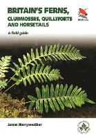 Ferns