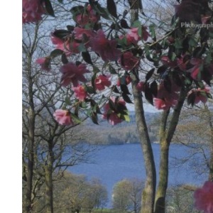Gardens of the Lake District