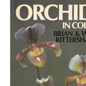 Orchids in Colour