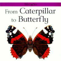 From Caterpillar to Butterfly (Lifecycles)