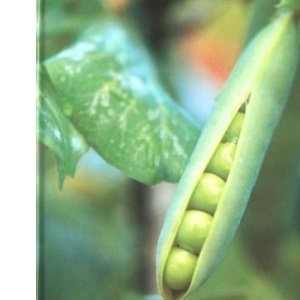 The "Gardening Which?" Guide to Growing Your Own Vegetables ("Which?" Consumer Guides)
