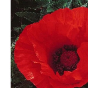 The "Gardening Which?" Guide to Successful Perennials ("Which?" Consumer Guides)