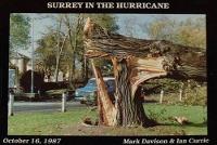 Surrey in the Hurricane: Great Storm of October 16th 1987