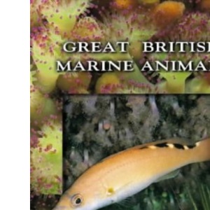Great British Marine Animals