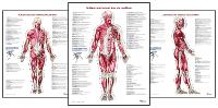 Trail Guide to the Body's Muscles of the Human Body Posters: Set of 3