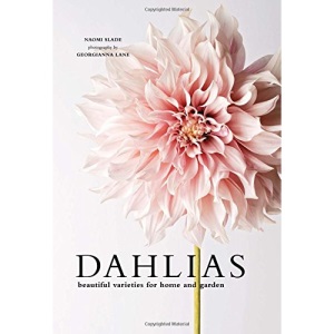 Dahlias