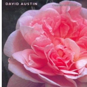 The English Rose