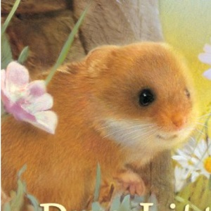 Run, Little Mouse, Run!