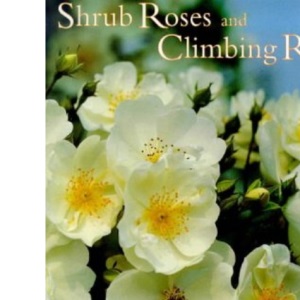 Shrub Roses and Climbing Roses: With Hybrid Tea and Floribunda Roses