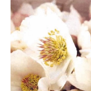 Pulbrook & Gould flowers