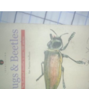Identifying Bugs and Beetles