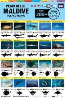 Maldive Guida Dei Pesci: I Top 200+ (Italian)