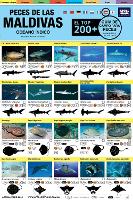 Maldivas Guia De Campo Para Peces: El Top 200+ (Spanish)