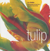 Tulip